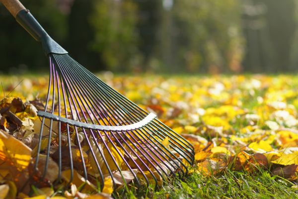 Leaf Cleanup Service in Simi Valley