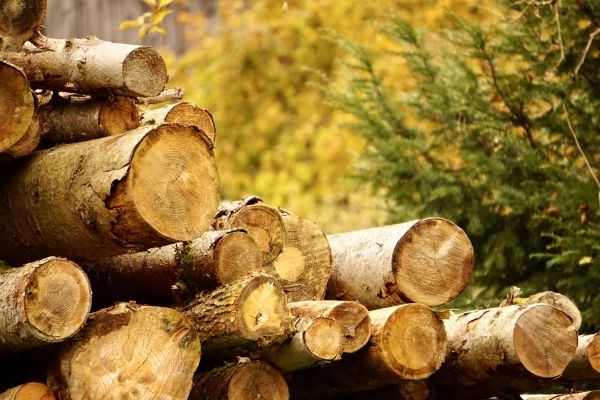 Wood Pile Removal in Simi Valley