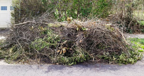 Cost of Tree Limb Cleanup in Simi Valley