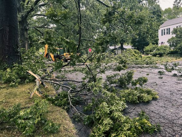 Tree Branch Disposal in Simi Valley