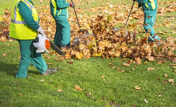 Leaf Maintenance in Simi Valley