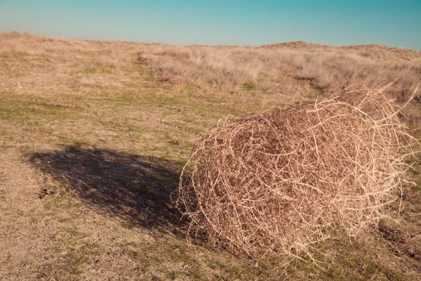 Tumbleweed Removal in Simi Valley