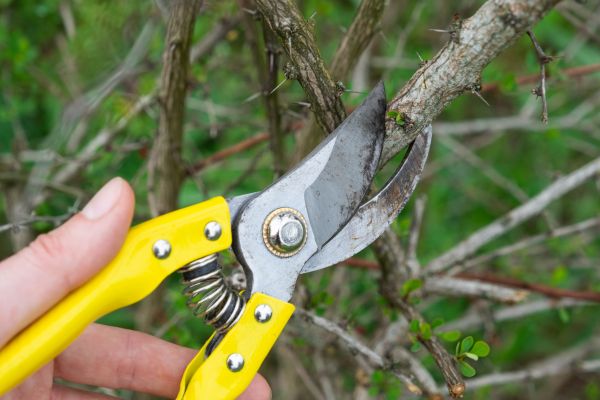 Limbs Removal in Simi Valley