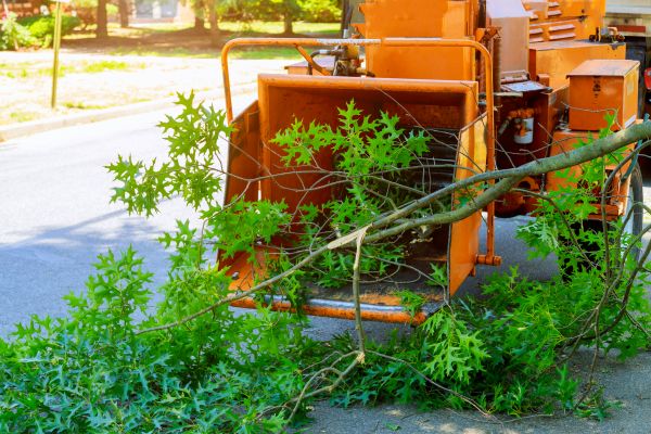 Tree Branches Removal in Simi Valley