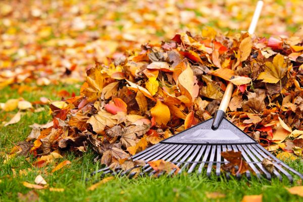 Yard Leaf Removal in Simi Valley