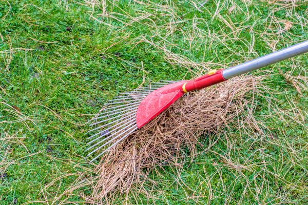 Pine Straw Raking in Simi Valley