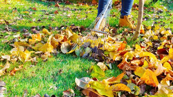 Lawn Cleanup Service in Simi Valley