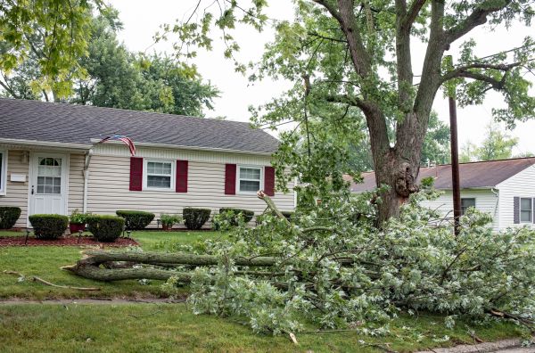Cost of Fallen Branch Removal in Simi Valley