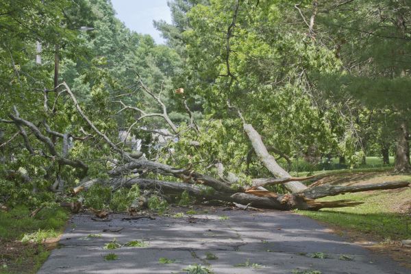 Tree Debris Removal in Simi Valley