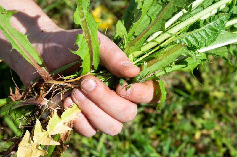 Garden Deweeding detail